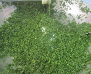 سبزی قورمه سبزی شیرازی