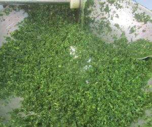 سبزی قورمه سبزی شیرازی